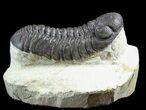 Austerops Trilobite With Nice Eyes - Cyber Monday Deal! #56658-3